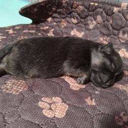 Boy 2 - Chocolate and tan male Pomeranian puppy in Eureka Springs, Arkansas from Maple Hills Poms