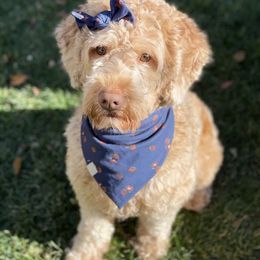 Australian Labradoodle and Labradoodle Puppies from Doodles_Ko