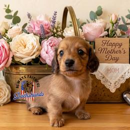 AFDs Benelli - Red male Dachshund puppy in Waverly, Ohio from Always Faithful Dachshunds
