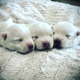 West Highland White Terrier Puppies from Elvador West Highland White Terriers