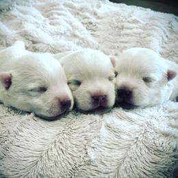 West Highland White Terrier Puppies from Elvador West Highland White Terriers