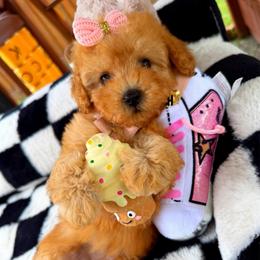 GOLDIE - Apricot female Maltipoo puppy in Sugar Land, Texas from Celebrity Maltipoos
