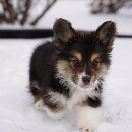 FLUFFY COAT-GINGY - Black and tan male Pembroke Welsh Corgi puppy in Berea, Kentucky from SunShine Corgis
