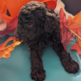Ruby - Brown female Poodle puppy in Edgefield, South Carolina from Bettna standard poodle