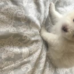Pomeranian Puppies from Ruby’s Kennel