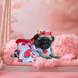 Pug Puppies from Precious Paws
