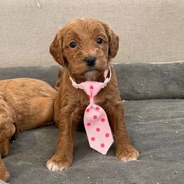 Jazzy - Red  female Goldendoodle puppy in Sugarcreek, Ohio from True Hearted Doodles