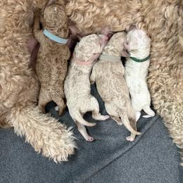 Goldendoodle Puppies from Bellegrove Goldendoodles