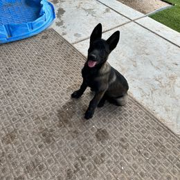 Girl (star) - Mahogany Belgian Malinois puppy in Arizona from The Malagator House