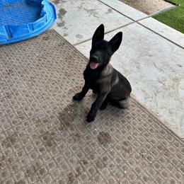 Girl (star) - Mahogany Belgian Malinois puppy in Arizona from The Malagator House