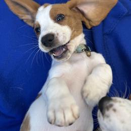 Basset Hound Puppies from Breeze Basset Hounds