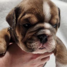 Bosley - Red and white male Bulldog puppy in Lakeland, Florida from Fur Love And Puppies