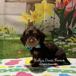Chocolate and Tan Soft Wire Male Green Collar - Chocolate and tan male Dachshund puppy in Cleveland, Tennessee from Kelly's Doxie Farm