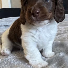 Dachshund Puppies from JV’s Dachshunds & Creams
