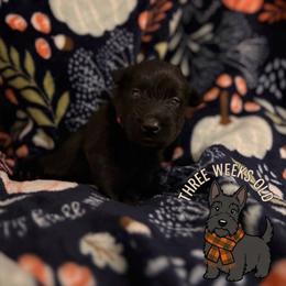 Bailey - Black female Scottish Terrier puppy in Stanford, Kentucky from Bluegrass Scottish Terriers