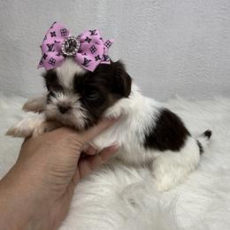 Carmello - Tricolor female Shih Tzu puppy in Columbia, Kentucky from Lisa Bandy Luxe Shih Tzu
