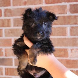 Boy 3 - Black and red male German Shepherd puppy in Mount Vernon, Missouri from German Haus German Shepherds LLC