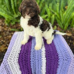 Shell - Chocolate female Goldendoodle puppy in Atlantic Beach, Florida from Glamorous Golden Doodles