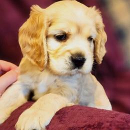 Cocker Spaniel puppies from Blackberry Farm Cockers