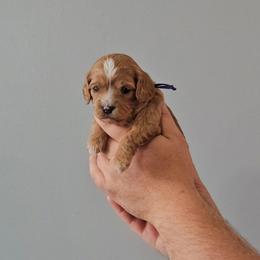 Purple - Apricot female Cavapoo puppy in South Jordan, Utah from Lucky Doodle Pups