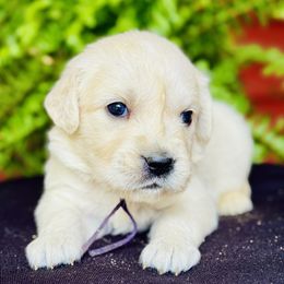 Golden Retriever puppies from Dumaw Creeks Pups