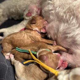 Expresso - Red  female Goldendoodle puppy in New Harmony, Indiana from Cottonwood Farms