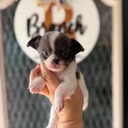 Pip - Blue and white male Chihuahua puppy in Harrison, Michigan from Cloud9 Chihuahuas