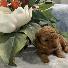 Honey - Red  female Poodle puppy in Prairie Grove, Arkansas from Loves Toy Poodles