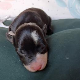 Toph - Black and white female Border Collie puppy in Max, Nebraska from Stag Valley Homestead