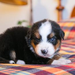 Venus - female Australian Mountain Doodle puppy in Lafayette, Missouri from Brick House Farm Doodles