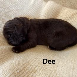Dee - Brown female Newfoundland puppy in Goodhue, Minnesota from Claypits Newfoundlands