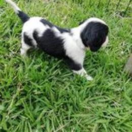 Cavalier King Charles Spaniel Puppies from Cocoa Cavaliers