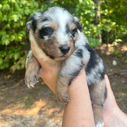 Australian Shepherd Puppies from Foxhaven Farm’s Aussies