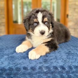 Duval - Black tri-color male Australian Shepherd puppy in Jacksonville, Florida from Autumn's Aussies