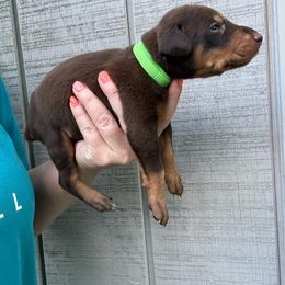 Heath - Red and rust male Doberman Pinscher puppy in Ludowici, Georgia from Royal Destiny Kennels