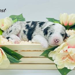 Male #1 - Merle male Sheepadoodle puppy in Pataskala And Thornville, Ohio from Four Front Doodles - Pataskala