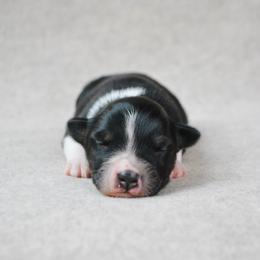 Filly - Black tri-color female Australian Shepherd puppy in Aberdeen, North Carolina from Huckleberry Hill Aussies LLC.