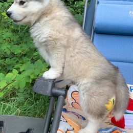 Siberian Husky Puppies from Canace Siberians