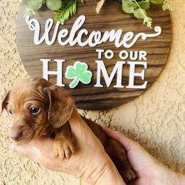 Asher - Dapple male Dachshund puppy in Fontana, California from DOXI.E.