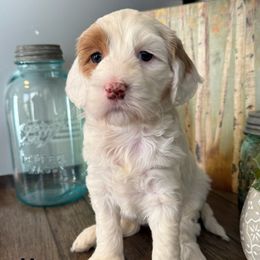 Hera - Buff and white female Cockapoo puppy in Roseville, California from Darby Park Doodles