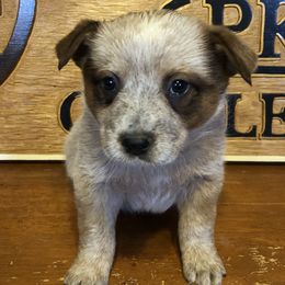 L61-01 - Red speckled female Australian Cattle Dog puppy in Sheridan, Oregon from 6pk Cattledogs