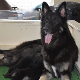 Seraph - Shiloh Shepherd