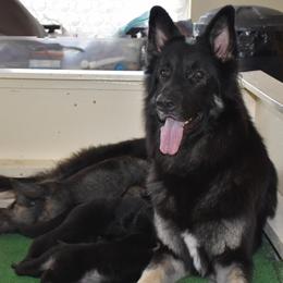 Seraph - Shiloh Shepherd