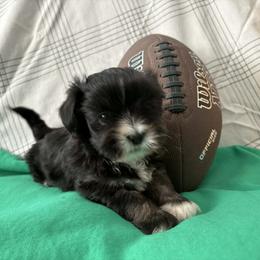 Leo - Black male Lhasa Apso puppy in Cincinnati, Ohio from Shangri-La Lhasa Apsos