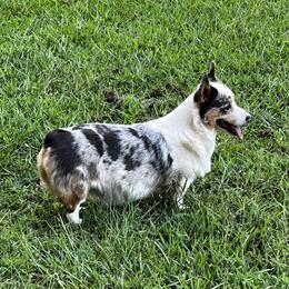 Sadie - Pembroke Welsh Corgi