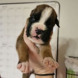 Boy 6 - Fawn male Boxer puppy in Piedmont, South Carolina from SmashBox Kennel
