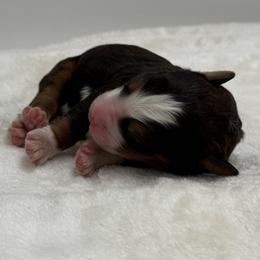 Girl 2 - Tri-color female Bernedoodle puppy in Montverde, Florida from Central Florida Bernedoodles