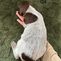 German Shorthaired Pointer Puppies from Golden pointers
