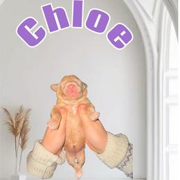 Chloe - Apricot female Goldendoodle puppy in Valdosta, Georgia from Designer Doodles of South GA