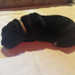 Boy 2 - male Karakachan puppy in Franklin, Pennsylvania from Harvest Plantation